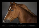Die Welt der Pferde Fotokalender 2026 - 10