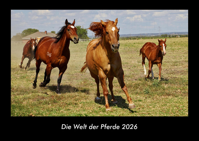 Die Welt der Pferde Fotokalender 2026 - Hauptbild