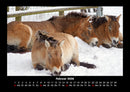 Die Welt der Pferde Fotokalender 2026 - 2