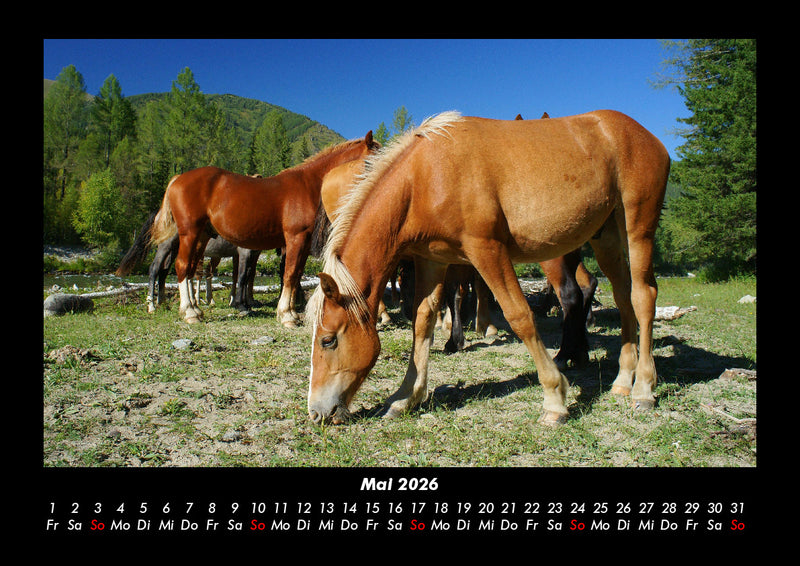 Die Welt der Pferde Fotokalender 2026 - 5
