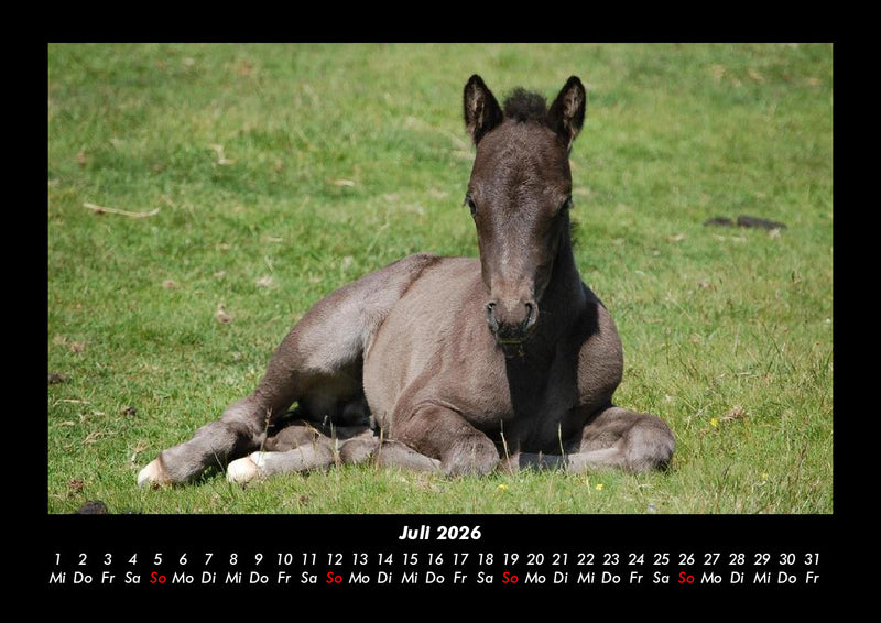 Die Welt der Pferde Fotokalender 2026 - 7