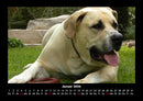 Hundezauber Fotokalender 2026 - 1
