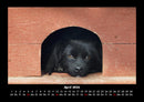 Hundezauber Fotokalender 2026 - 4