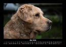 Hundezauber Fotokalender 2026 - 5