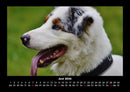 Hundezauber Fotokalender 2026 - 6