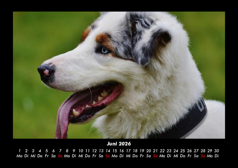 Hundezauber Fotokalender 2026 - 6