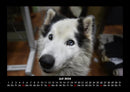 Hundezauber Fotokalender 2026 - 7