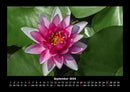 Blumenkalender Fotokalender 2026 - 9