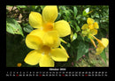 Blumenkalender Fotokalender 2026 - 10