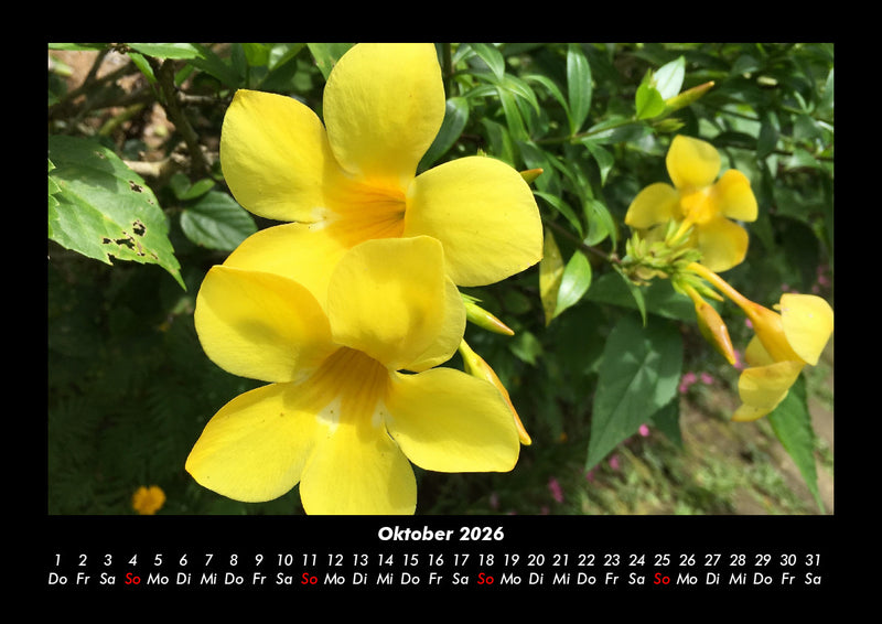 Blumenkalender Fotokalender 2026 - 10
