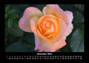 Blumenkalender Fotokalender 2026 - 11