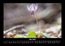 Blumenkalender Fotokalender 2026 - 5