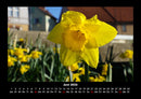 Blumenkalender Fotokalender 2026 - 6
