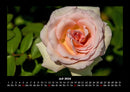 Blumenkalender Fotokalender 2026 - 7