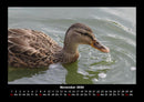 Enten Fotokalender 2026 - 11