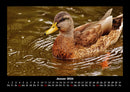 Enten Fotokalender 2026 - 1