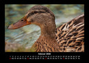 Enten Fotokalender 2026 - 2