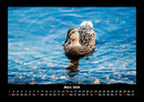 Enten Fotokalender 2026 - 3