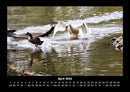 Enten Fotokalender 2026 - 4
