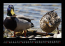 Enten Fotokalender 2026 - 5
