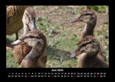 Enten Fotokalender 2026 - 6