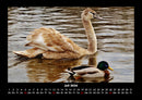 Enten Fotokalender 2026 - 7