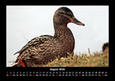 Enten Fotokalender 2026 - 8