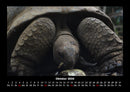 Schildkrötenzauber Fotokalender 2026 - 10