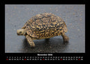 Schildkrötenzauber Fotokalender 2026 - 11