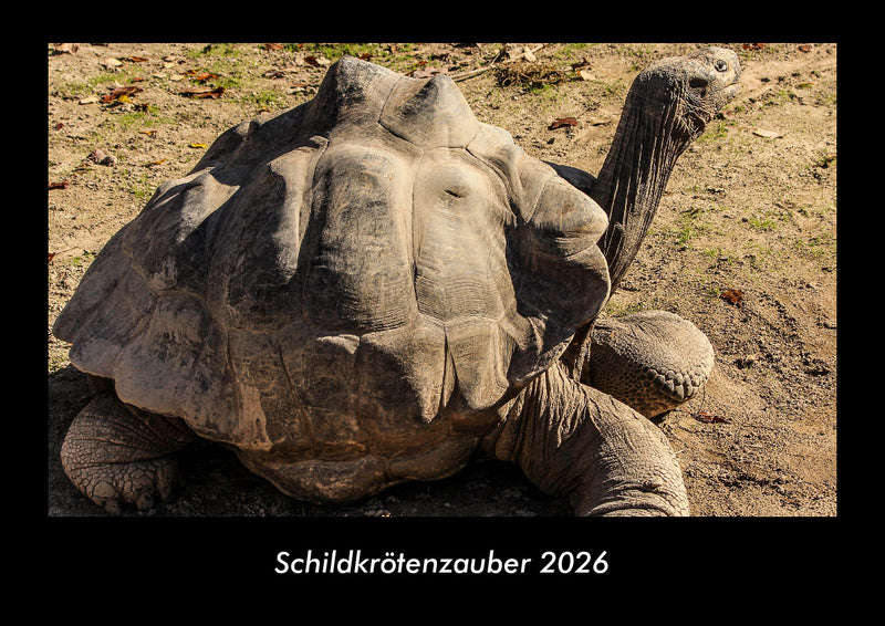 Schildkrötenzauber Fotokalender 2026 - Hauptbild