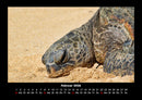 Schildkrötenzauber Fotokalender 2026 - 2