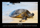 Schildkrötenzauber Fotokalender 2026 - 4