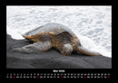Schildkrötenzauber Fotokalender 2026 - 5