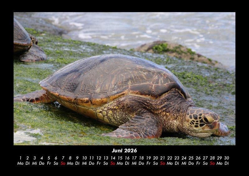 Schildkrötenzauber Fotokalender 2026 - 6