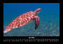 Schildkrötenzauber Fotokalender 2026 - 7
