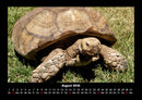Schildkrötenzauber Fotokalender 2026 - 8