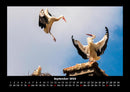 Welt der Vögel Fotokalender 2026 - 9