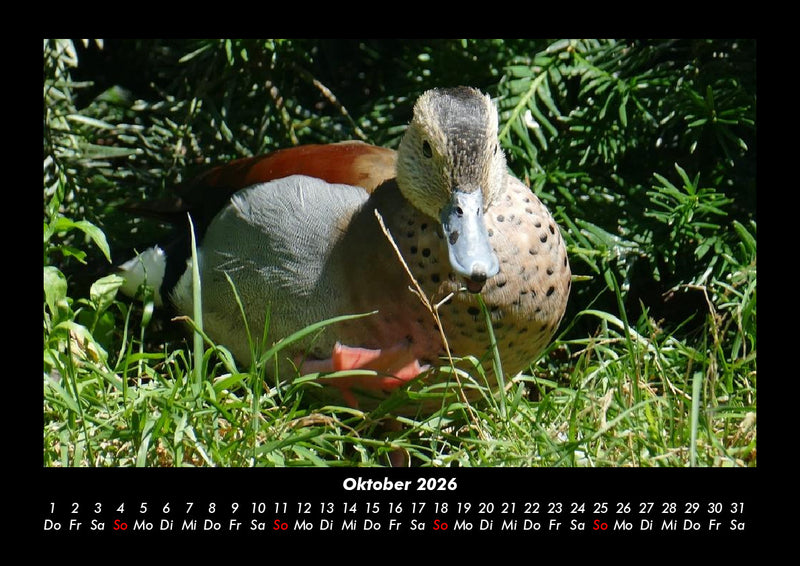 Welt der Vögel Fotokalender 2026 - 10