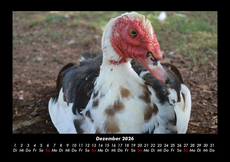 Welt der Vögel Fotokalender 2026 - 12
