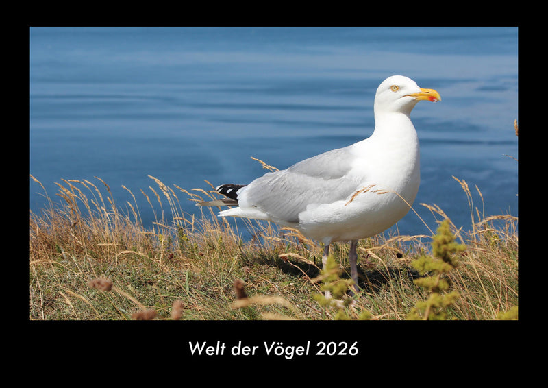 Welt der Vögel Fotokalender 2026 - Hauptbild