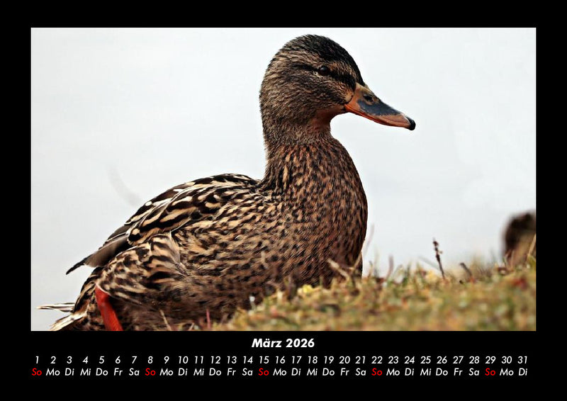 Welt der Vögel Fotokalender 2026 - 3
