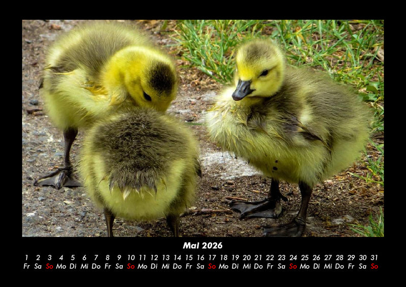 Welt der Vögel Fotokalender 2026 - 5