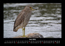 Welt der Vögel Fotokalender 2026 - 6