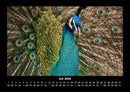 Welt der Vögel Fotokalender 2026 - 7