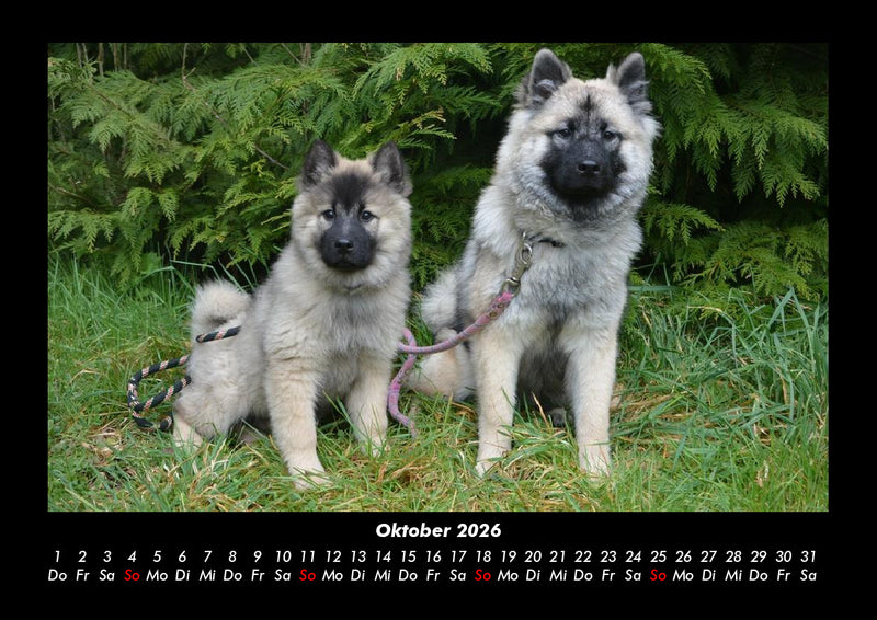 Hundezauber Fotokalender 2026 - 10
