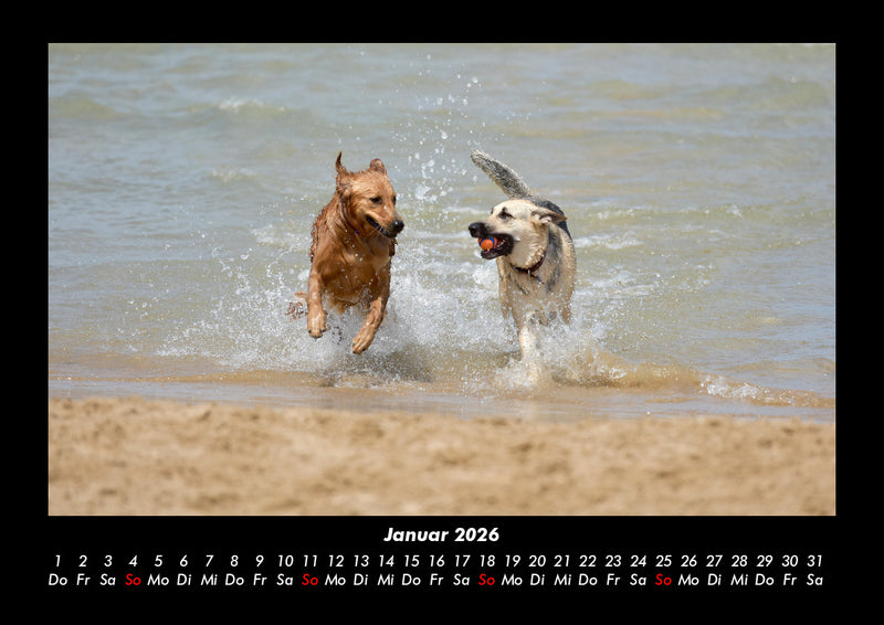 Hundezauber Fotokalender 2026 - 1