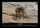 Hundezauber Fotokalender 2026 - 4