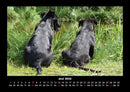Hundezauber Fotokalender 2026 - 6