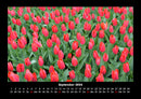 Blumenträume Fotokalender 2026 - 9