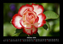 Blumenträume Fotokalender 2026 - 10